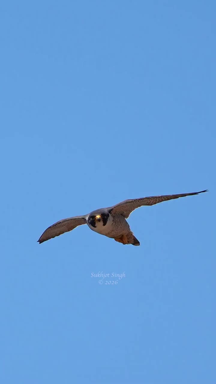 @🦅ZA_KO🦅