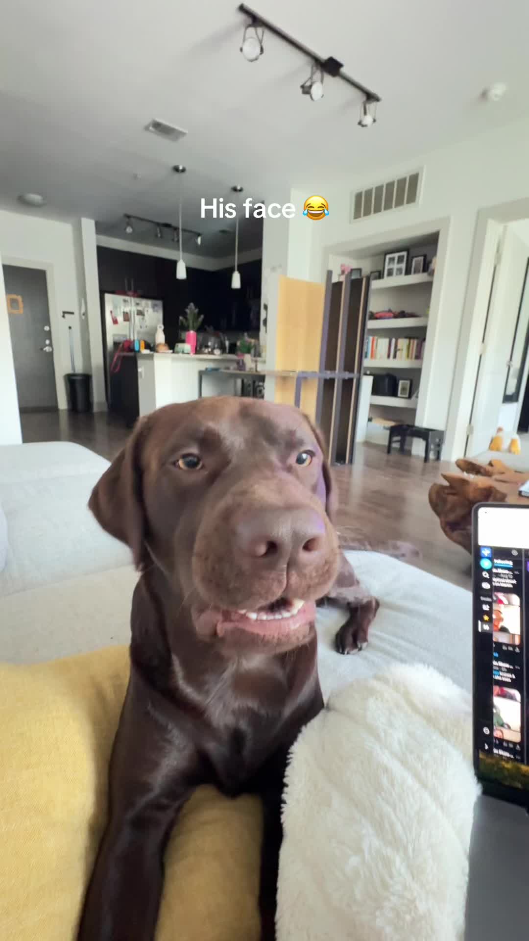 @Bruno Chocolate Lab
