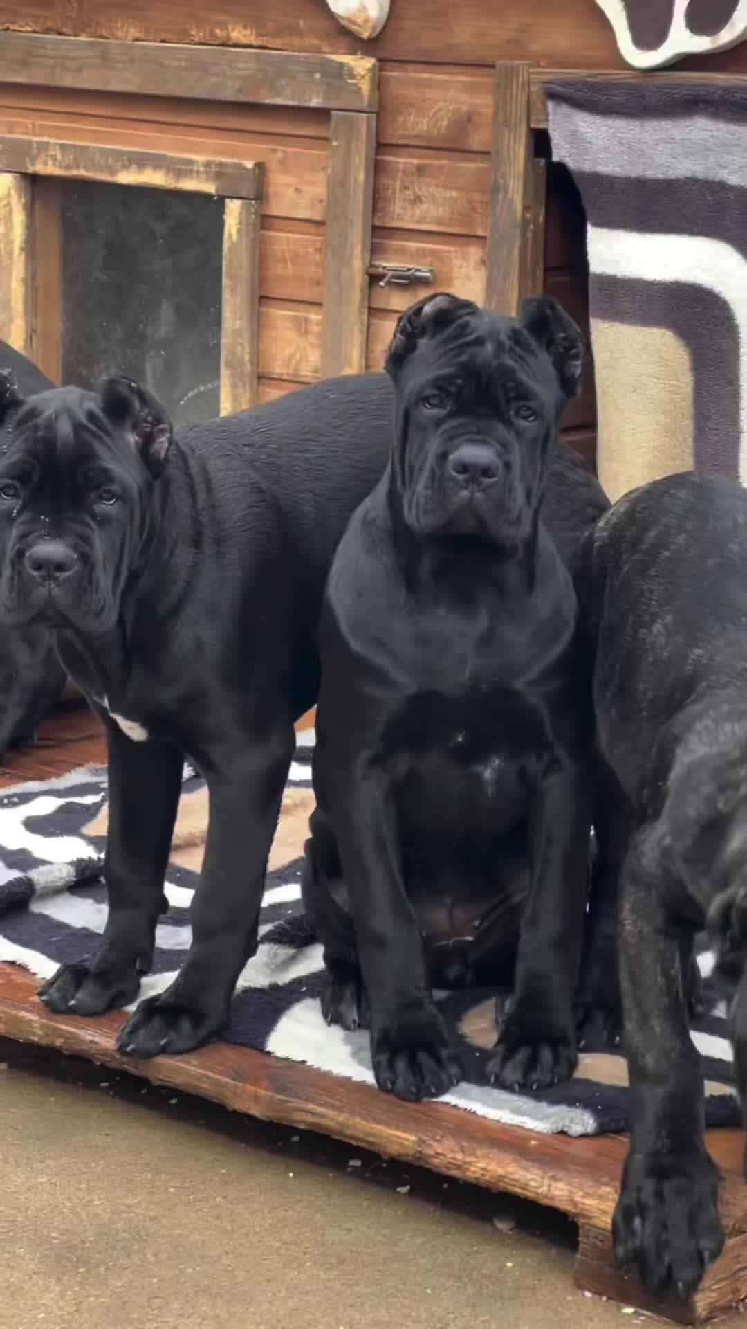 @bugattibloodlinekennels