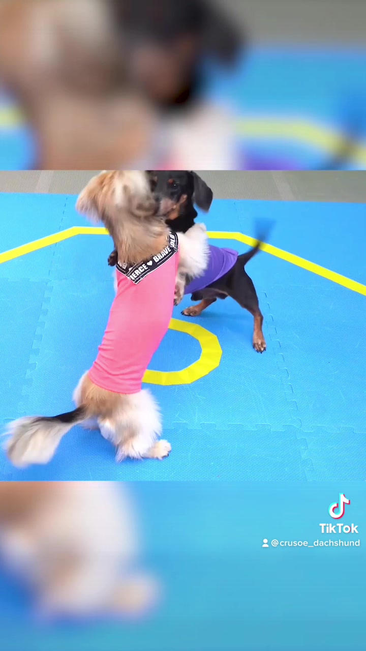 @Crusoe the Dachshund