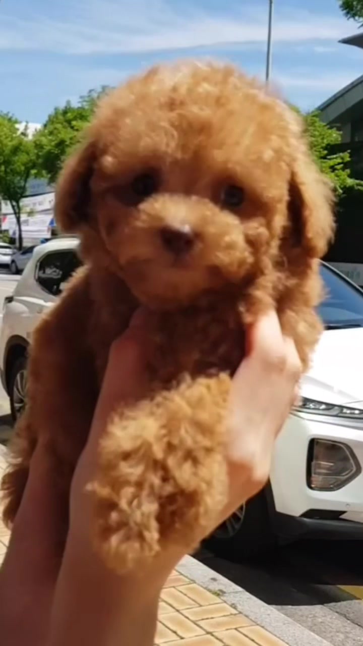 @Teacup puppies