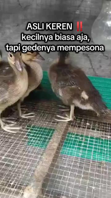 @mediykfarm