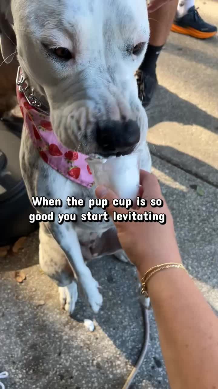 @lifewithstella