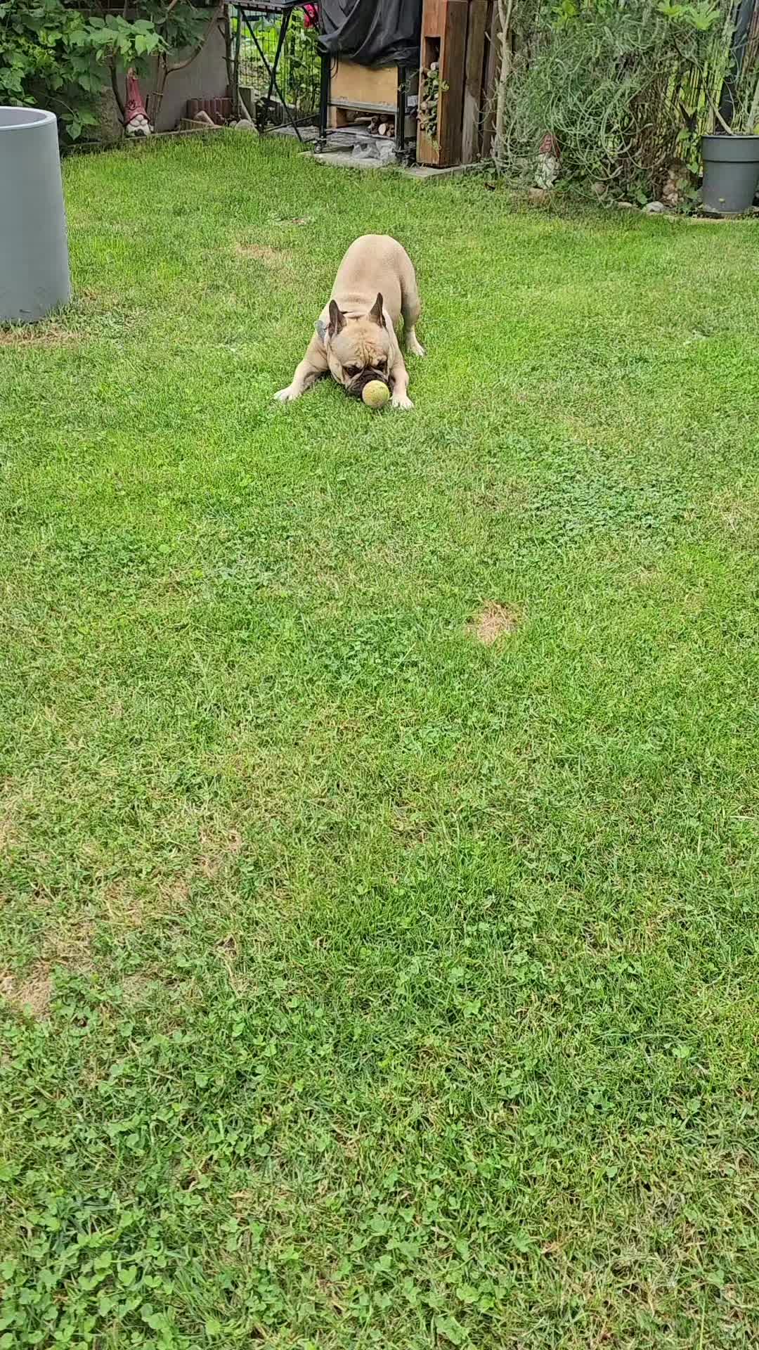 @Tyrion-the-frenchie/Cyrus23