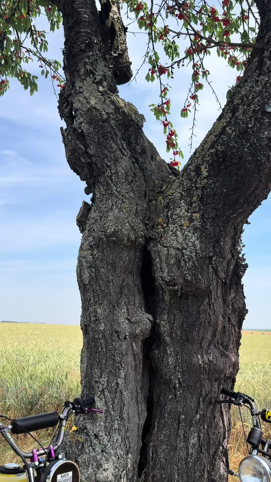 @tim.ubc239