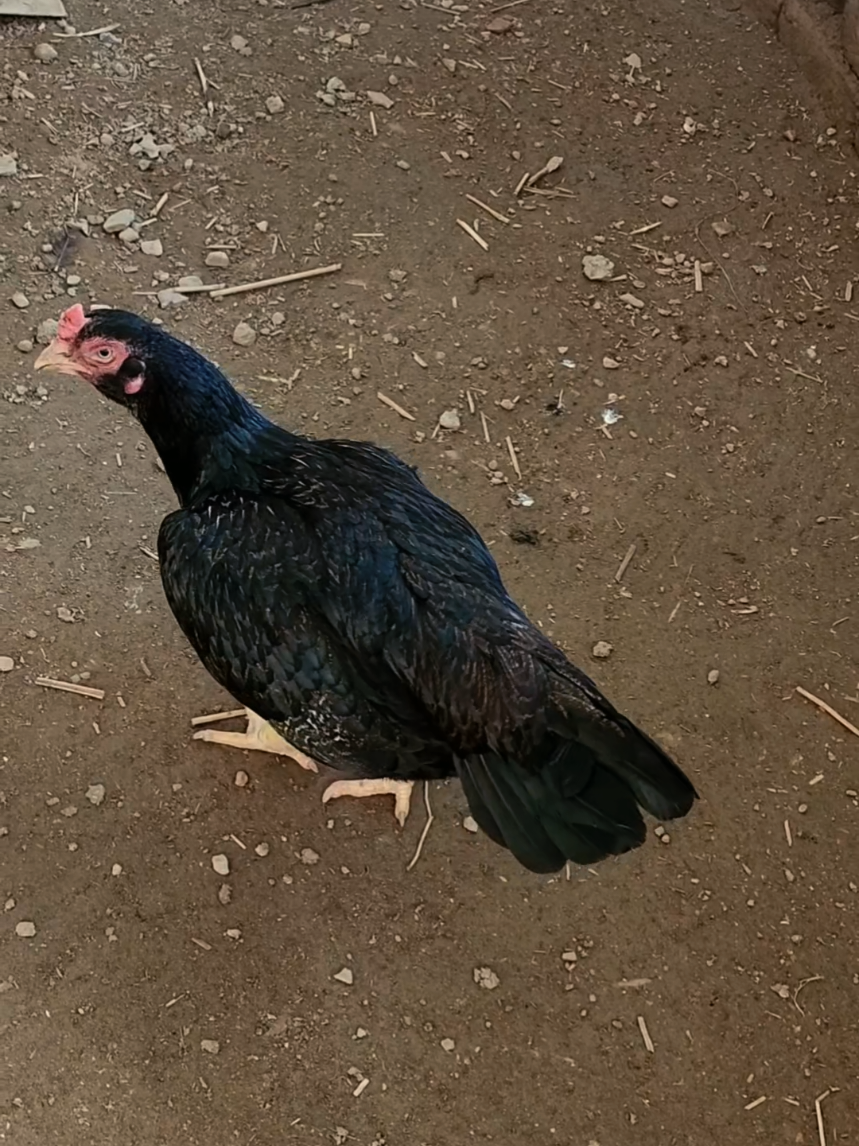 @Sajjad Aseel Farm