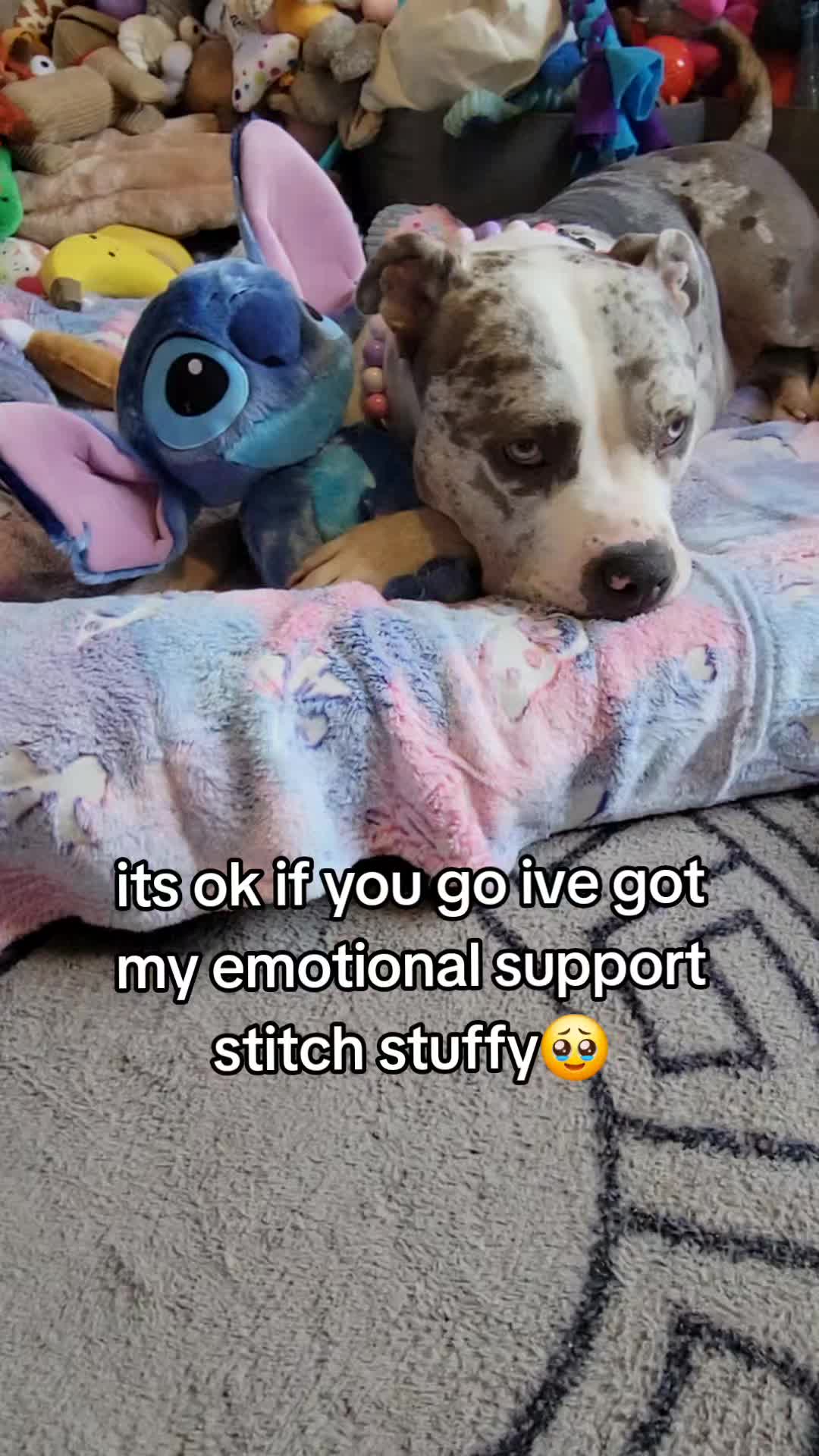 @kirsty+starlight the xl bully