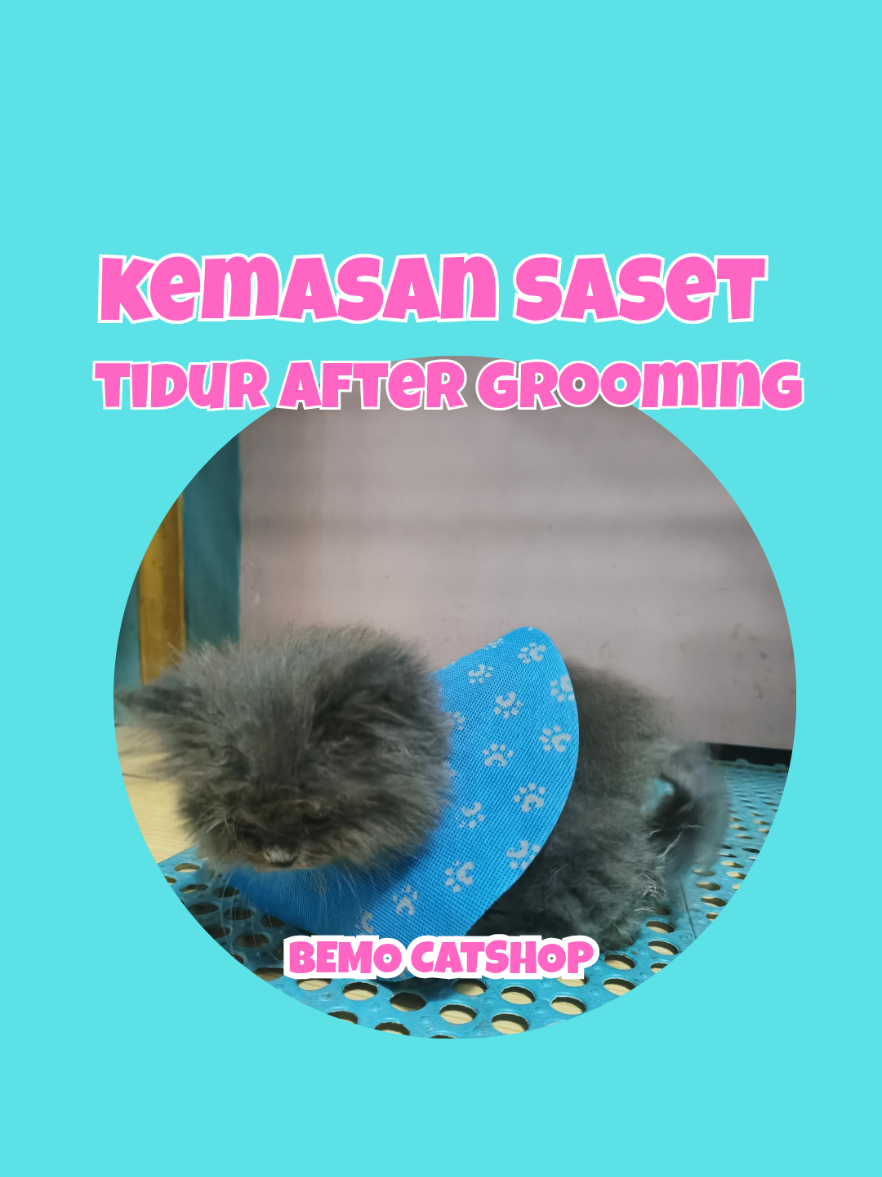 @Bemo Catshop