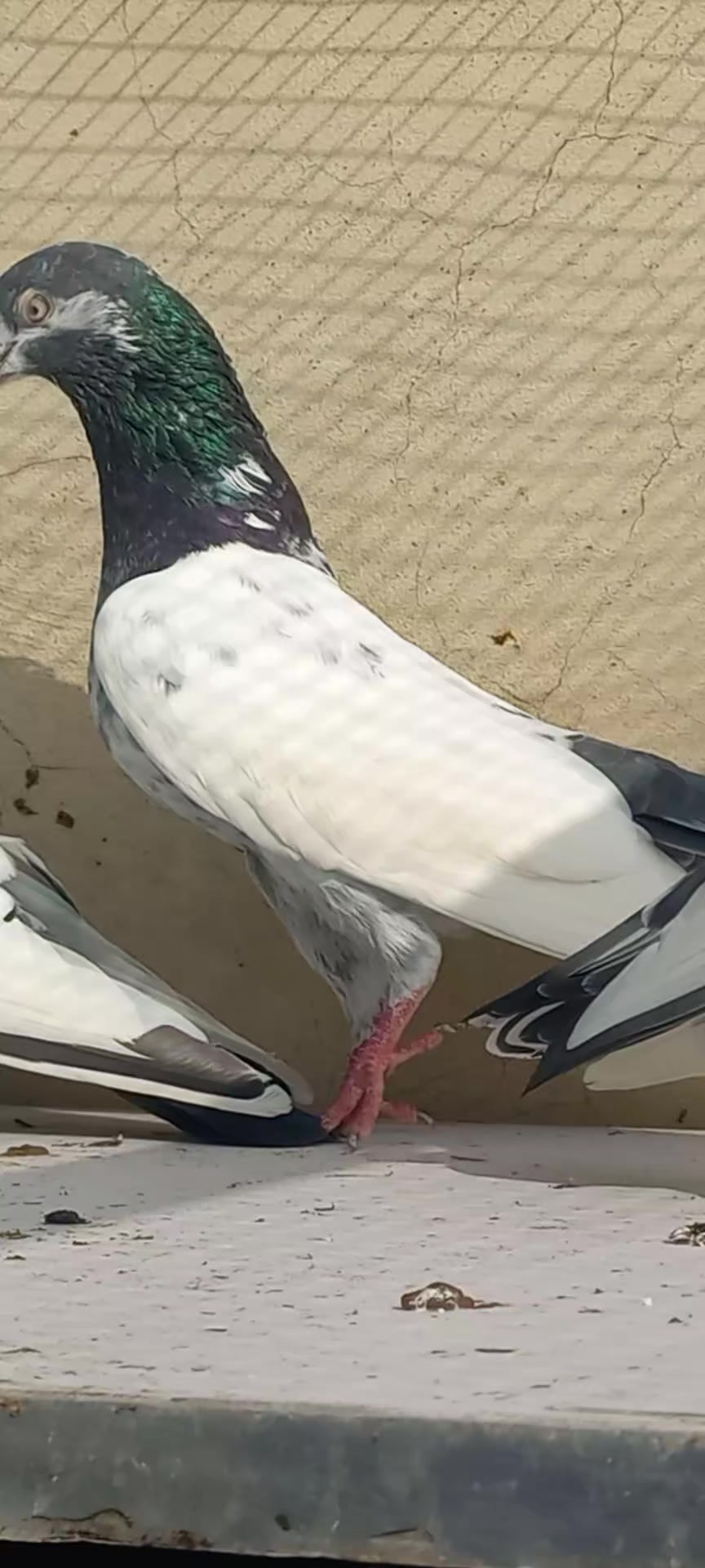@Ranakasuripigeon