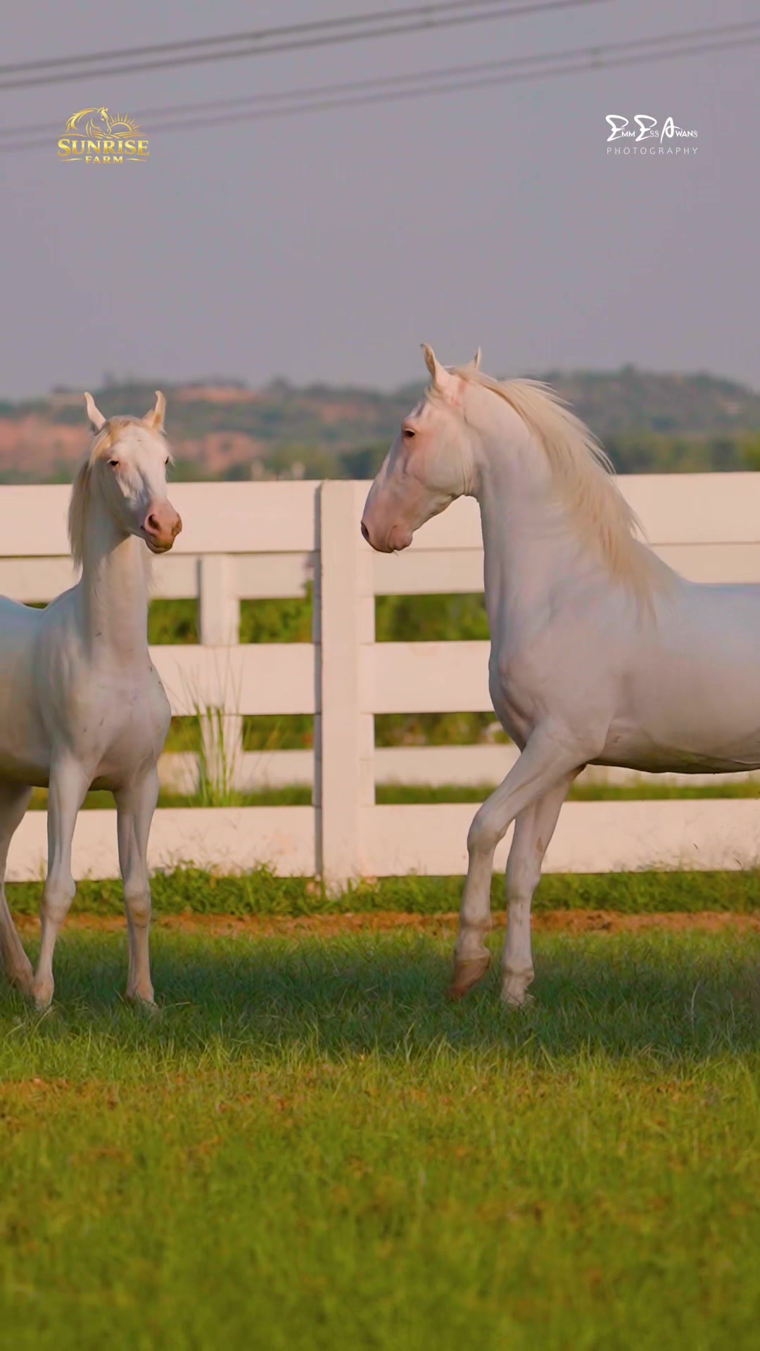 @SUNRISE STUD FARMS RAWALPINDI