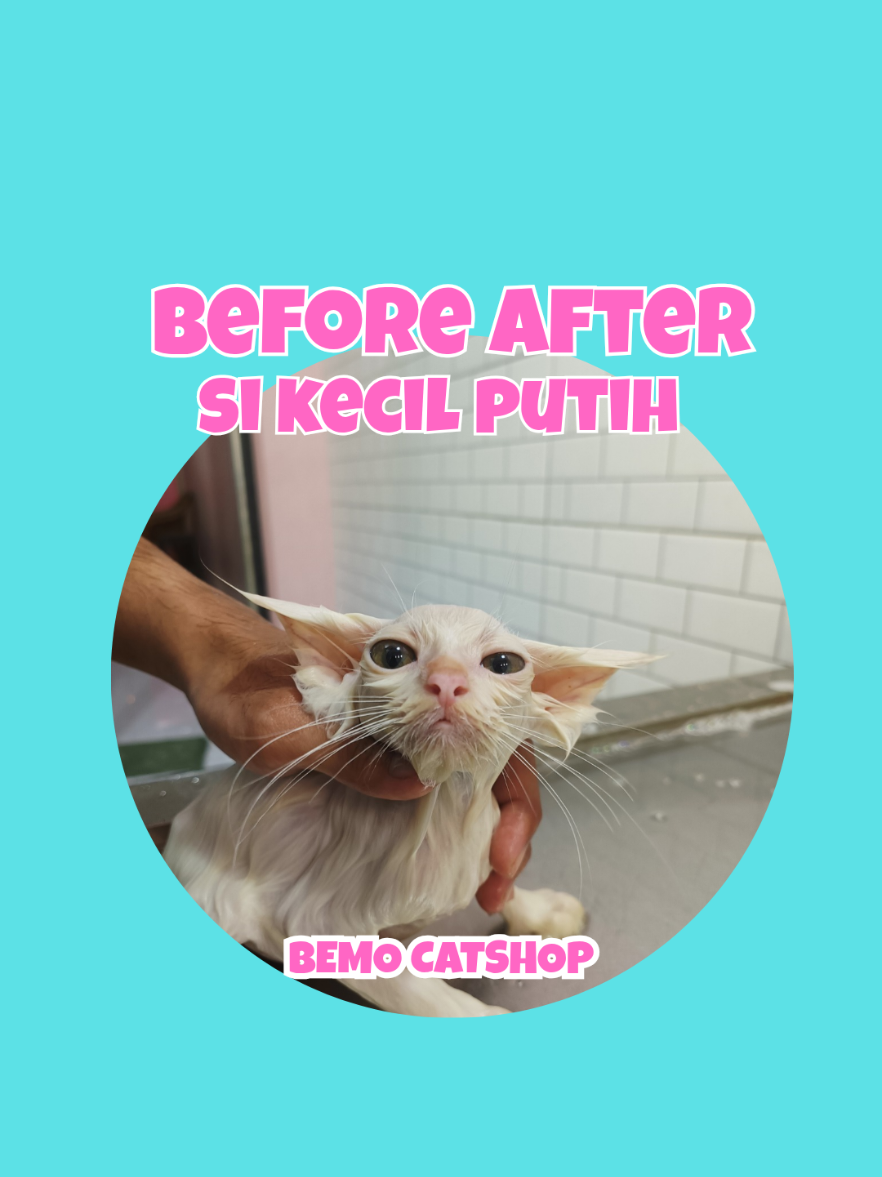 @Bemo Catshop