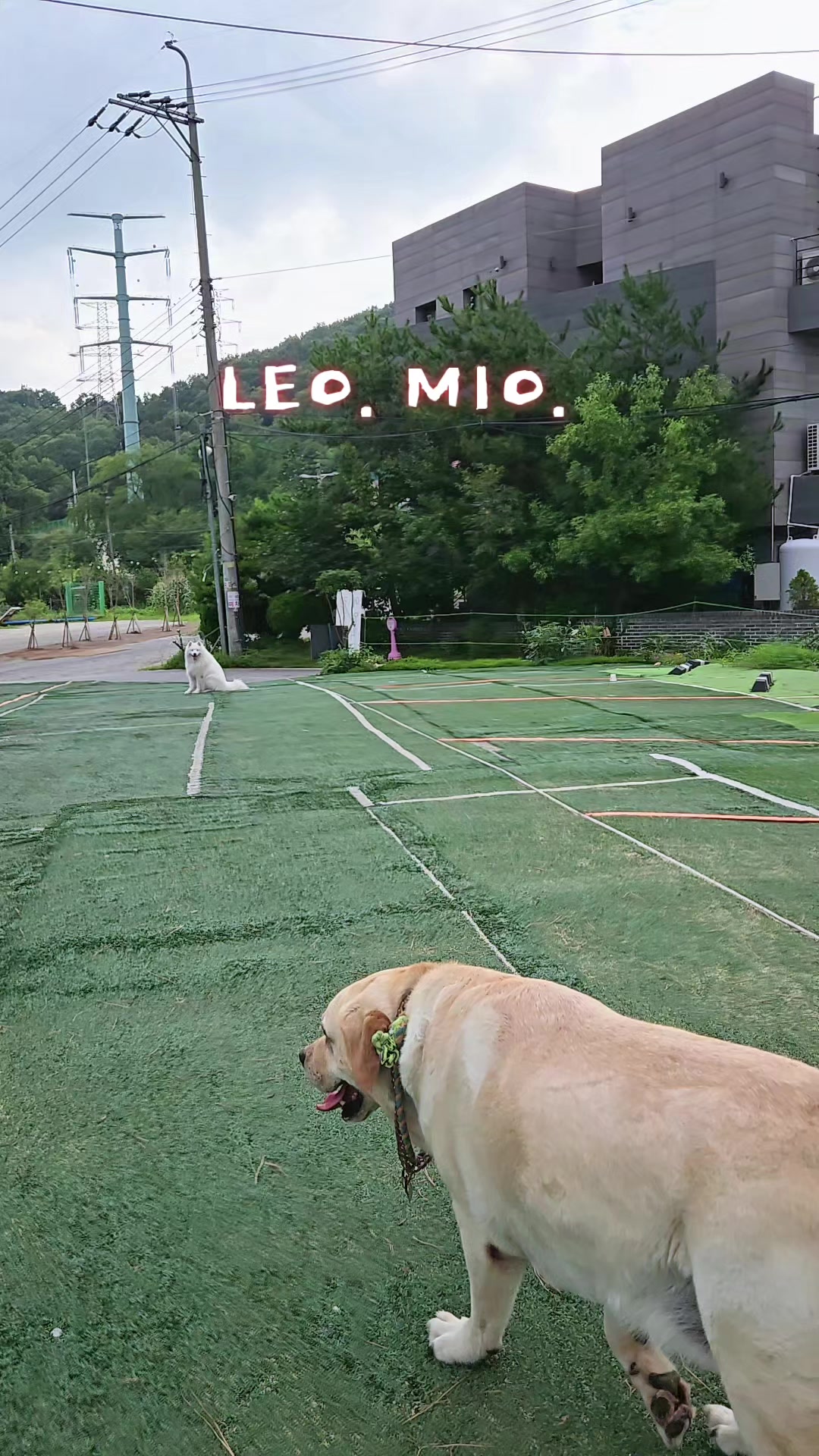 @Leo.willy choi.최원제.