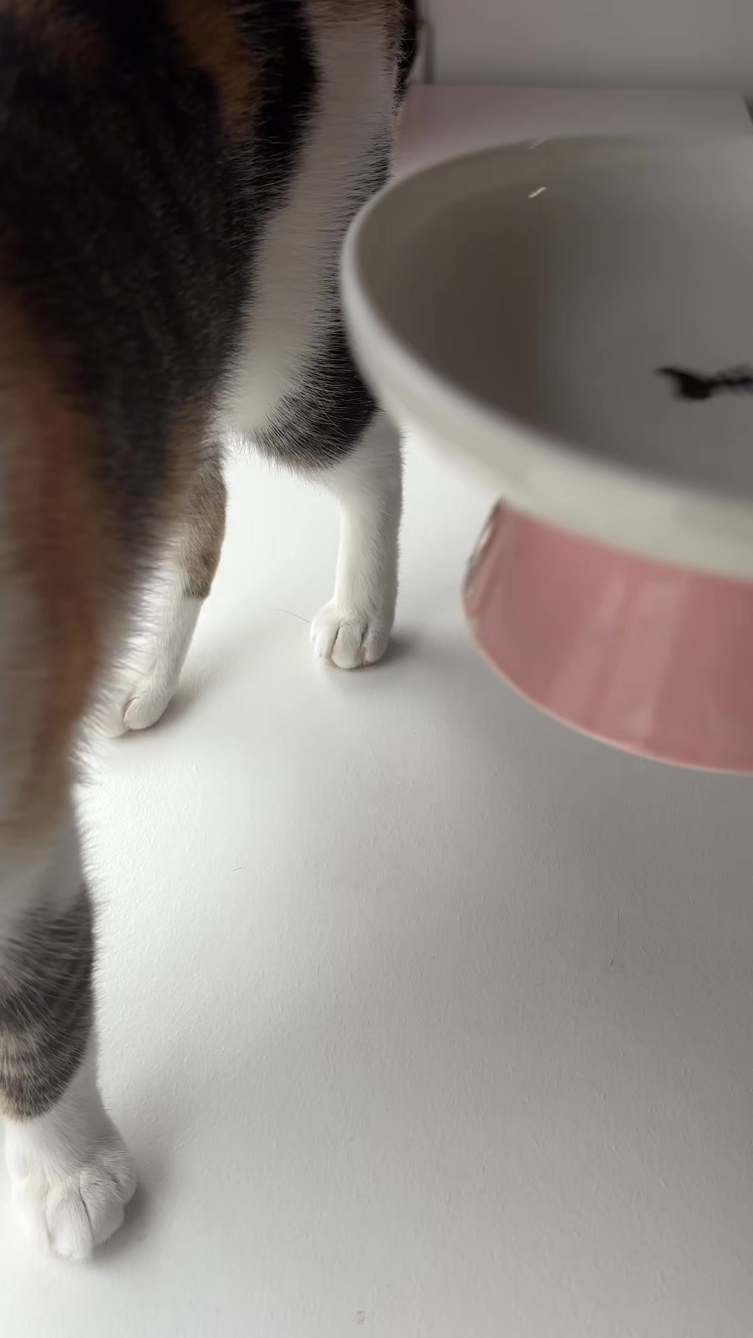 @- Alejandra  🐱💕