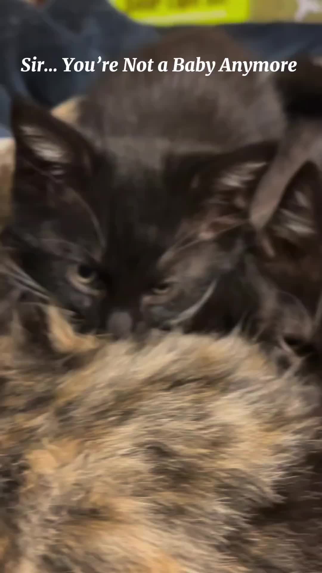 @Pets Mania