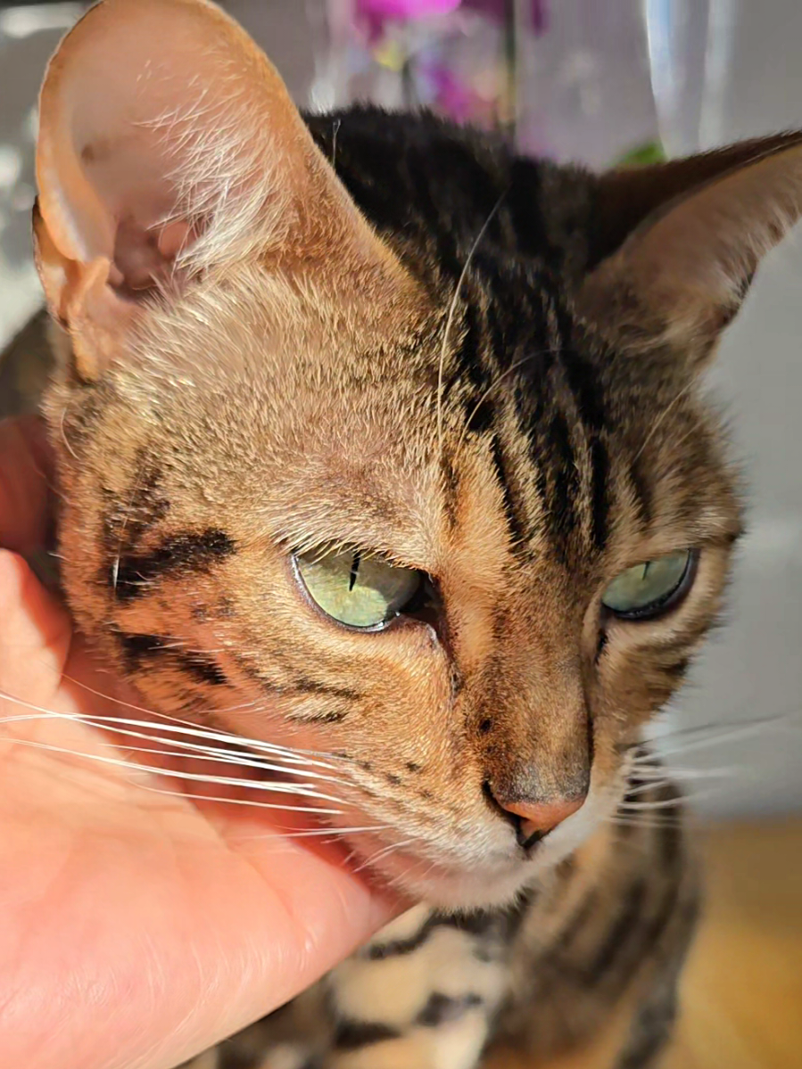 @Paris the Bengal cat