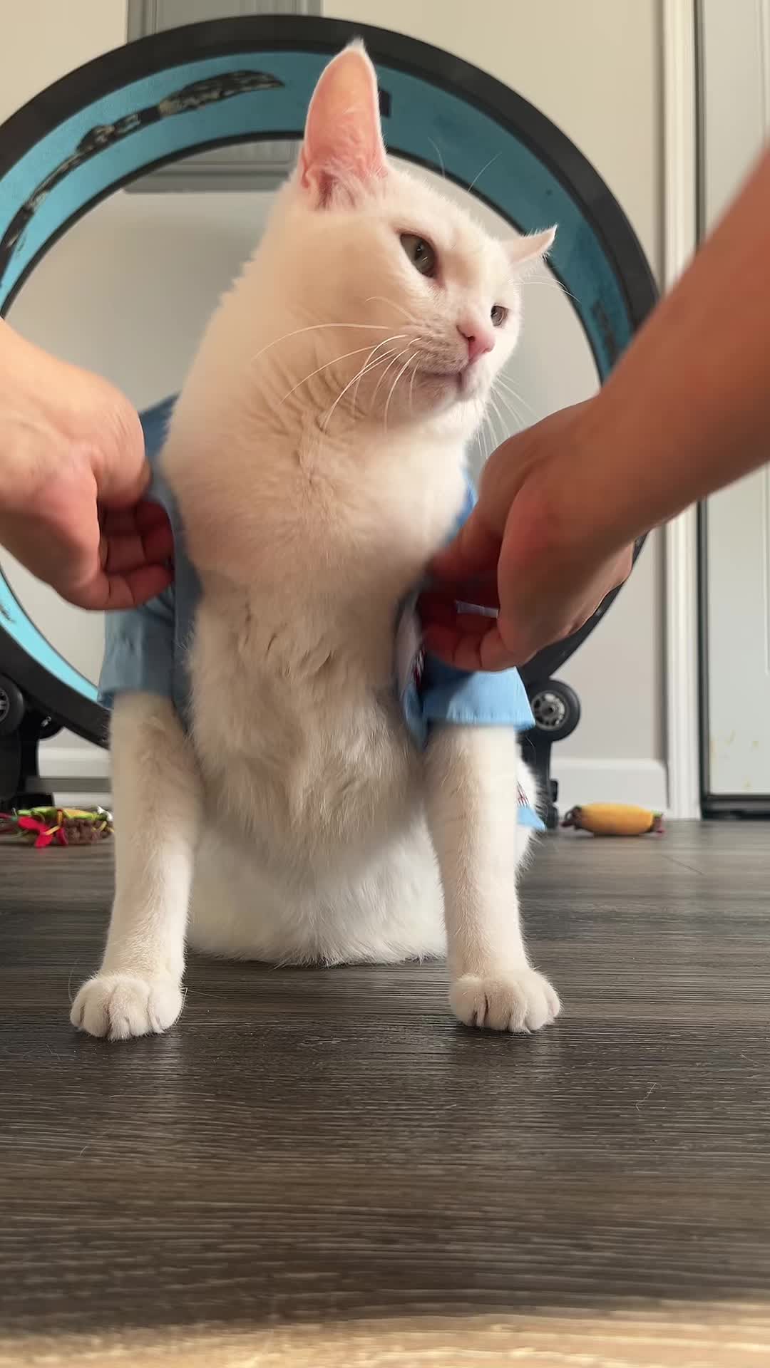 @🦖 MEOWassic CAT😺