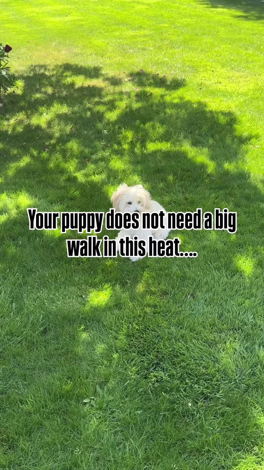 @Sara Professional Dog Trainer