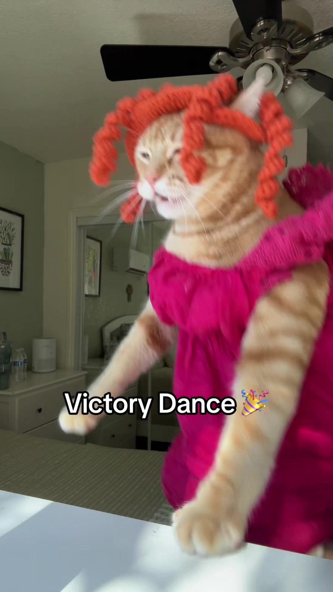 @thedancingcats13
