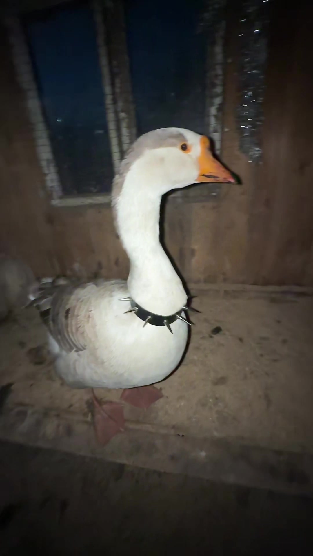 @goose_semyon