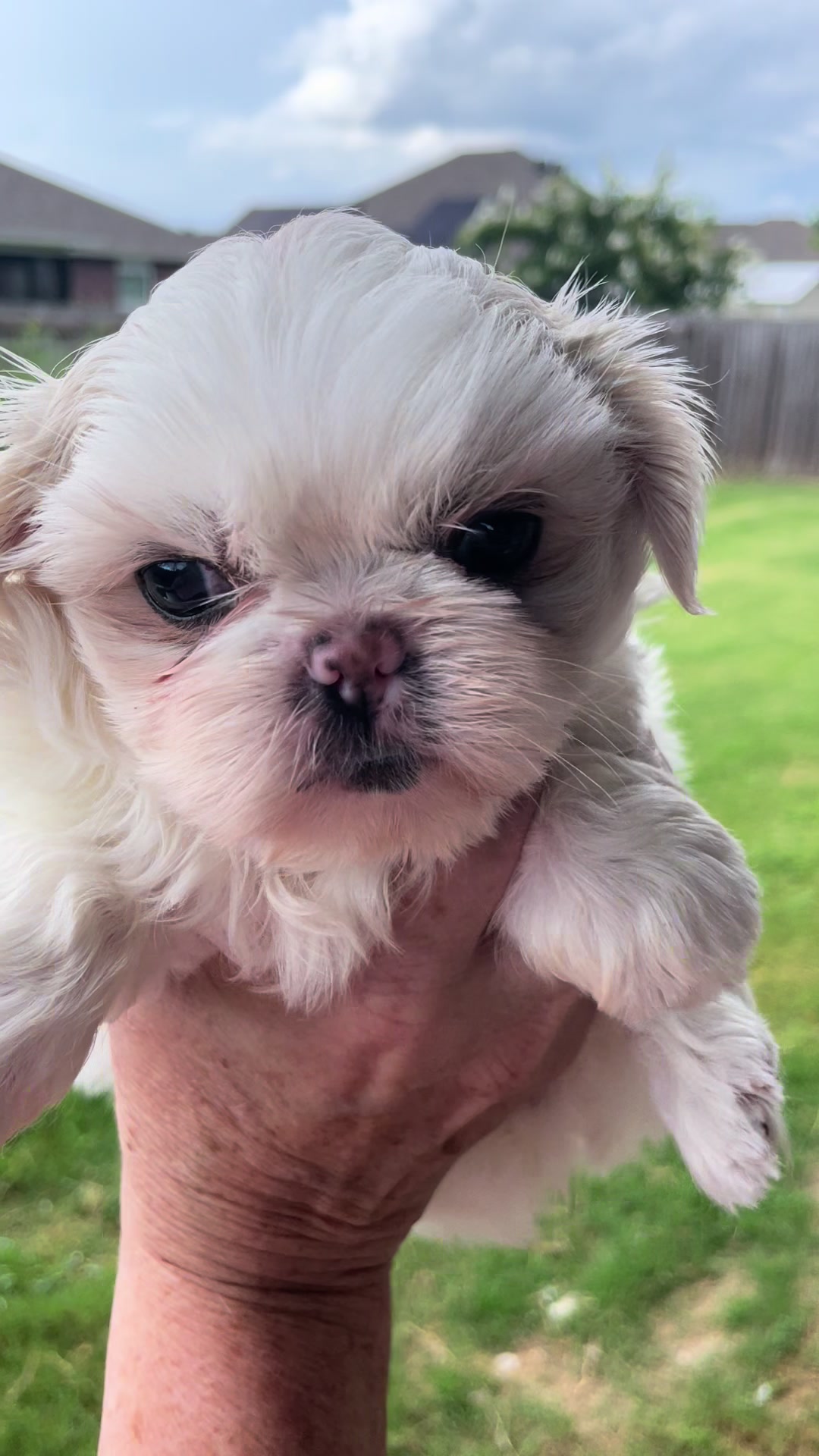 @Twilight Shih Tzu