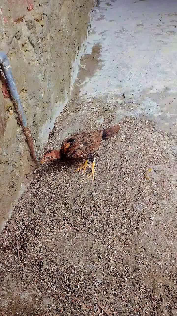 @Izhaan khan