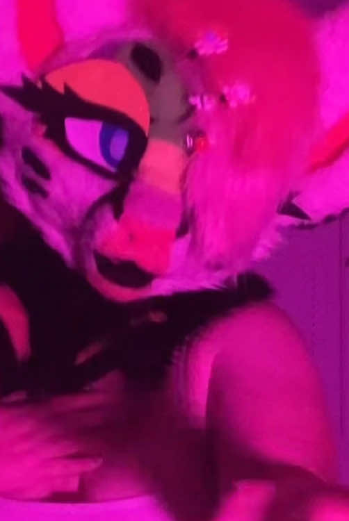 @Liger~Liger🐾🍉->FSC 26!!!