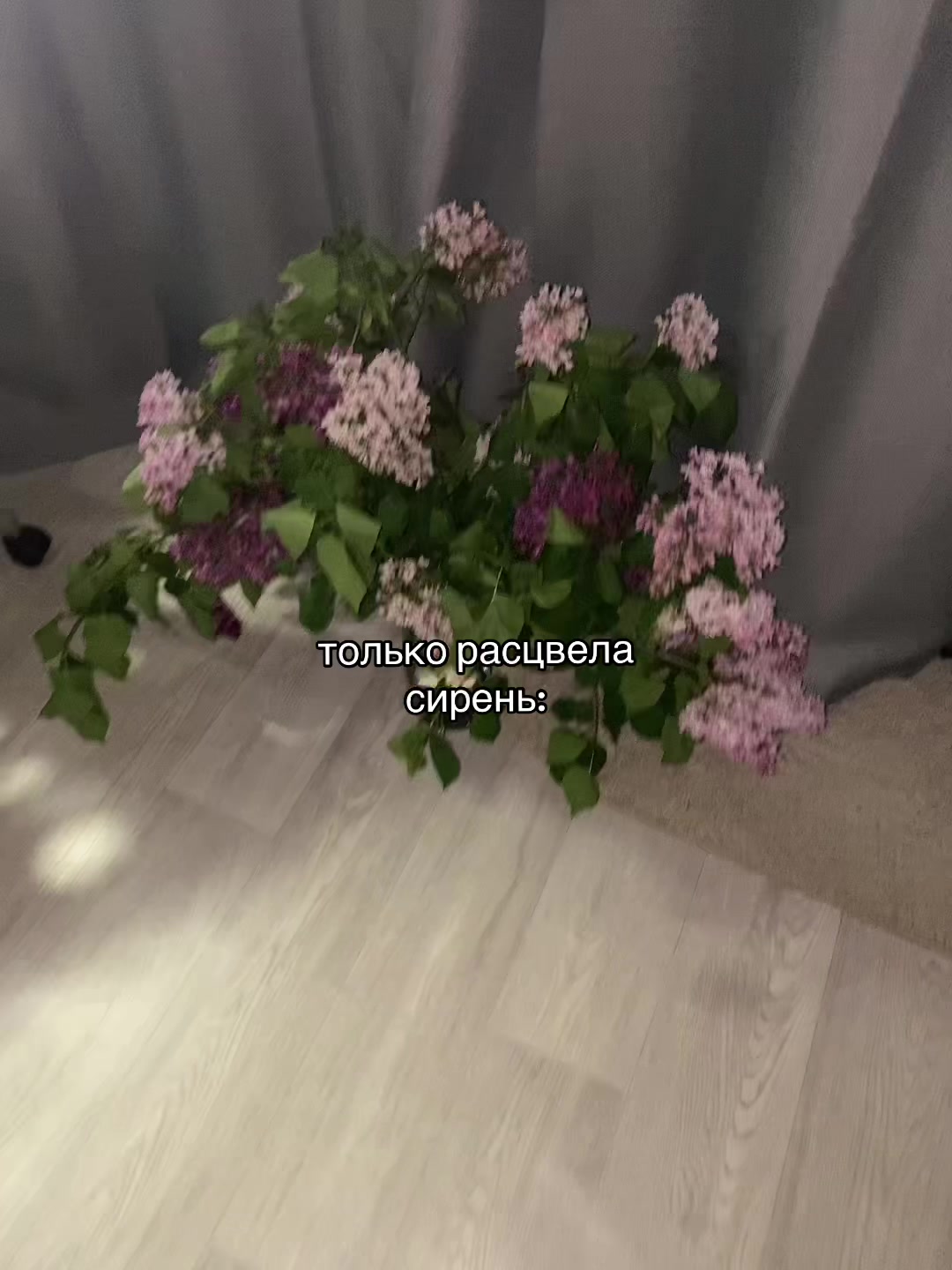@𝙭𝙨𝙖𝙣𝙤𝙫𝙖