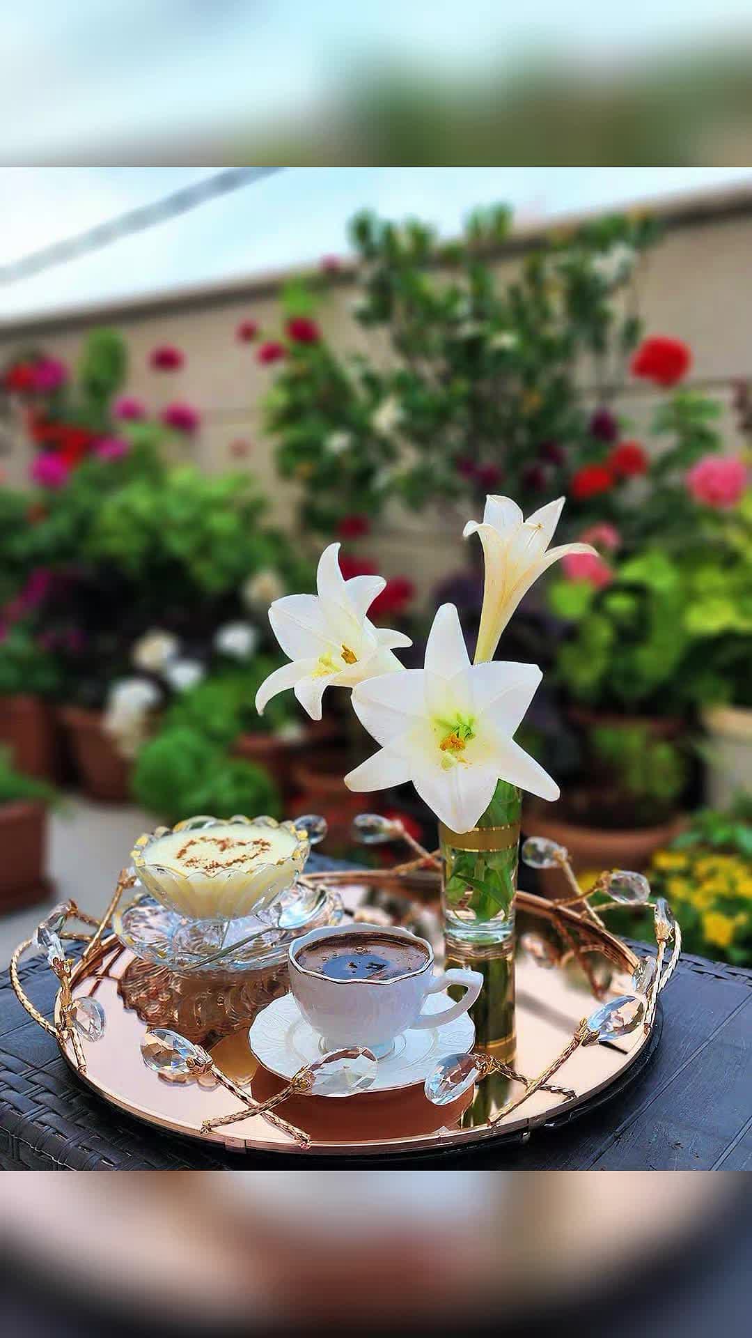 @حلا بنت عفرين