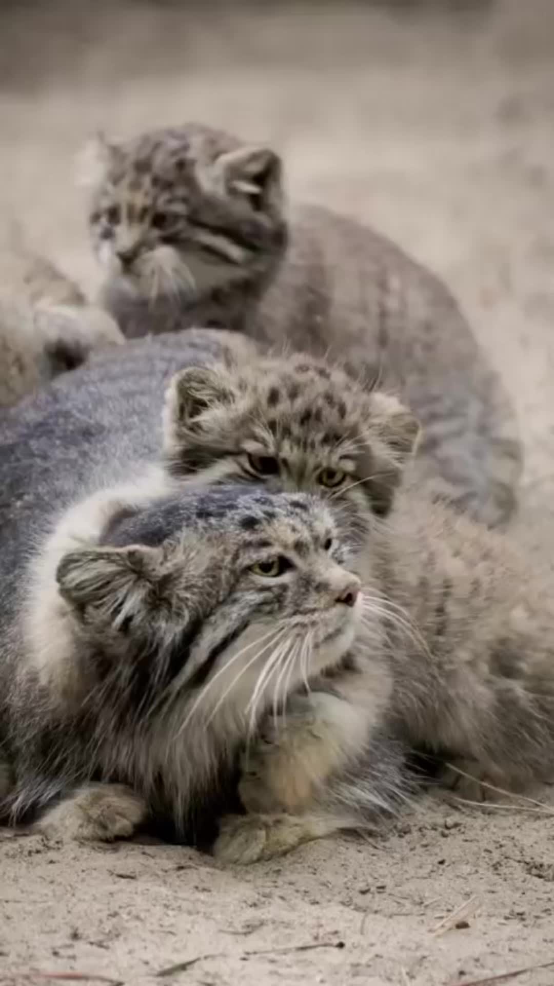 @onion2sick