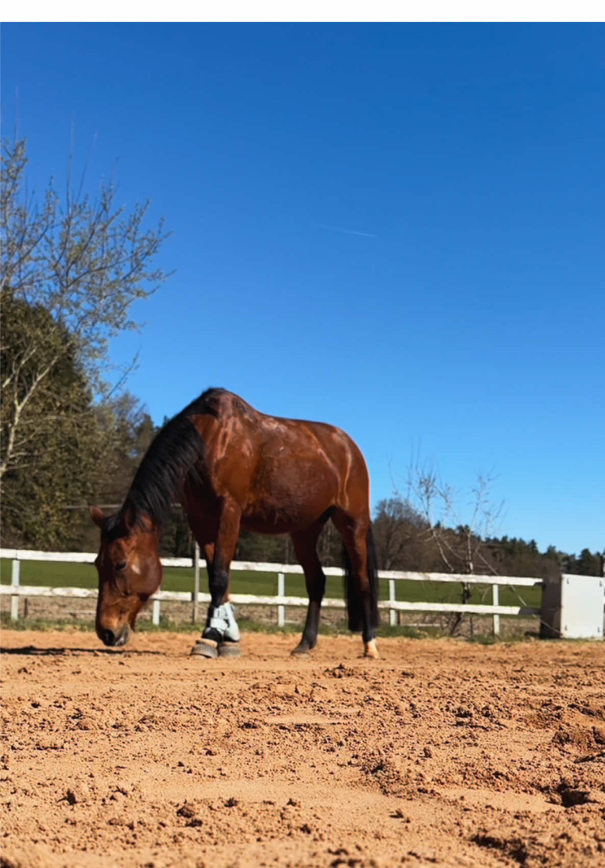 @Tigerlilly Diamant & Cherokee