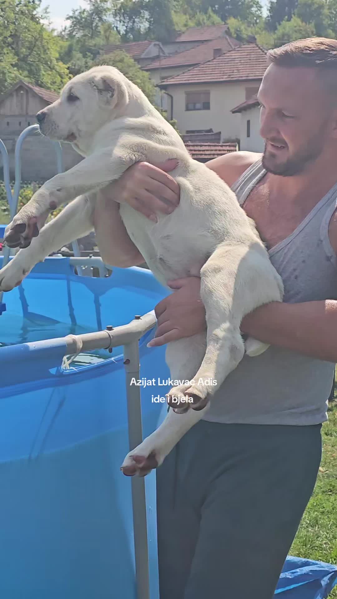 @Alabai Dogs Adis