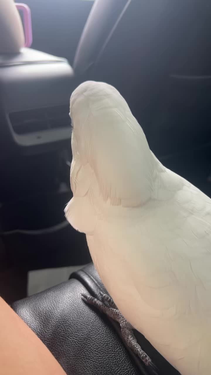 @OLAF