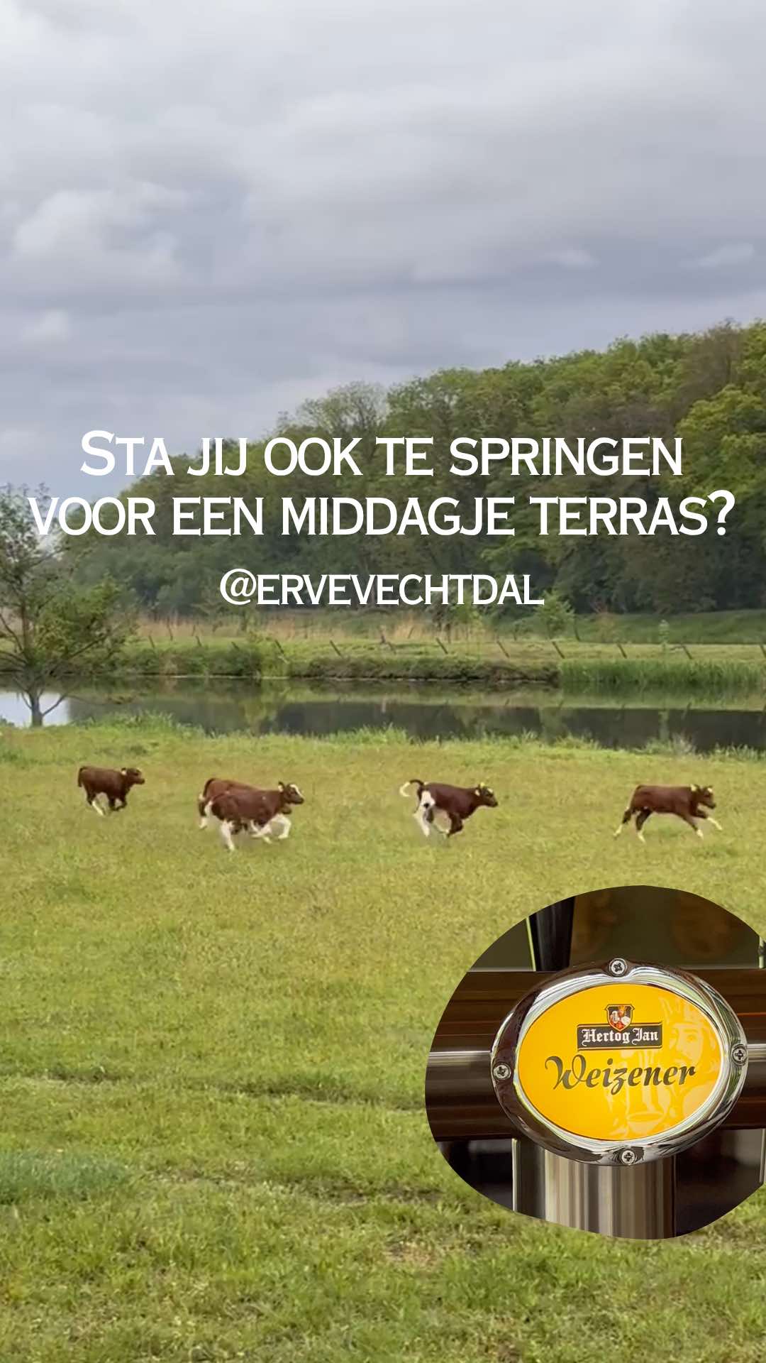@Erve Vechtdal Koe Safari