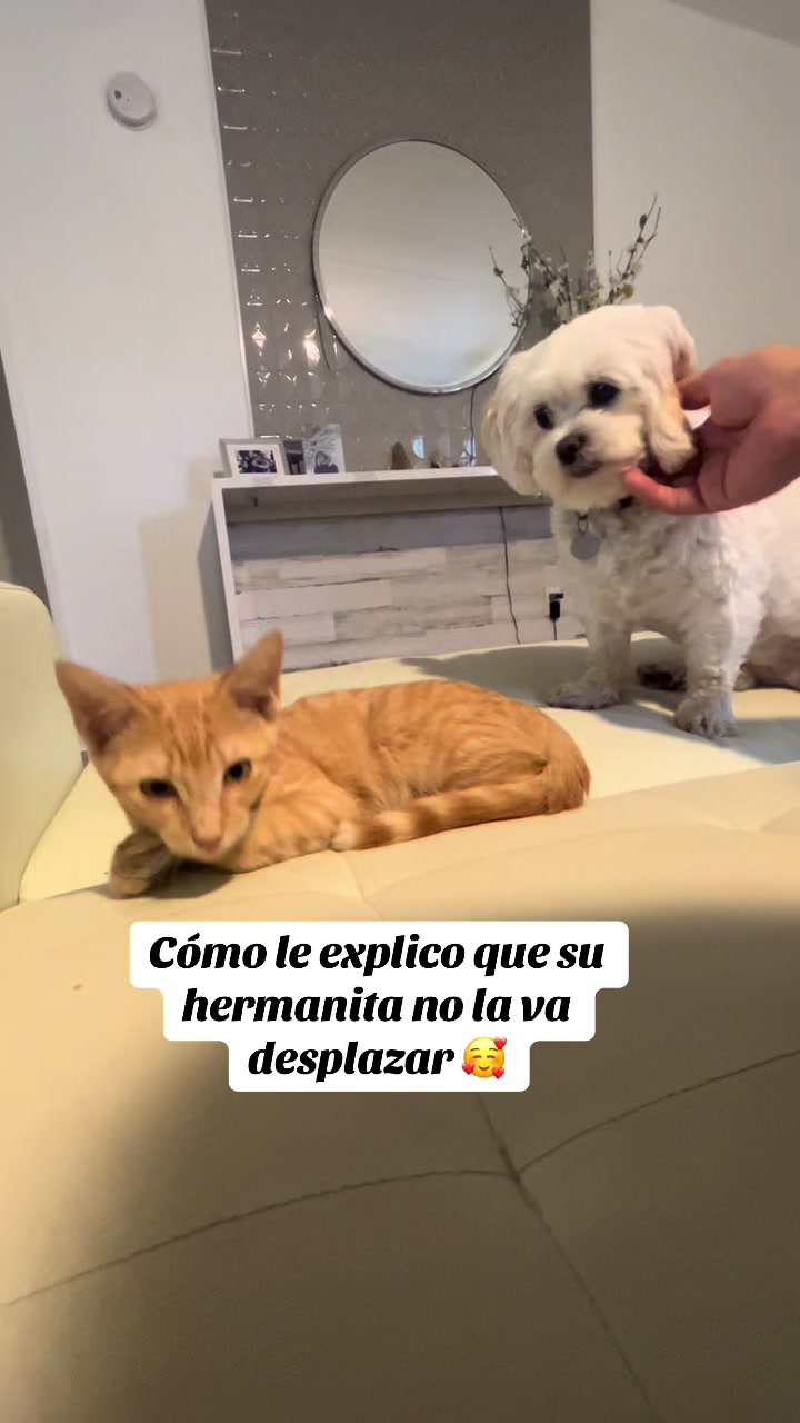 @AZUL🐶🥰