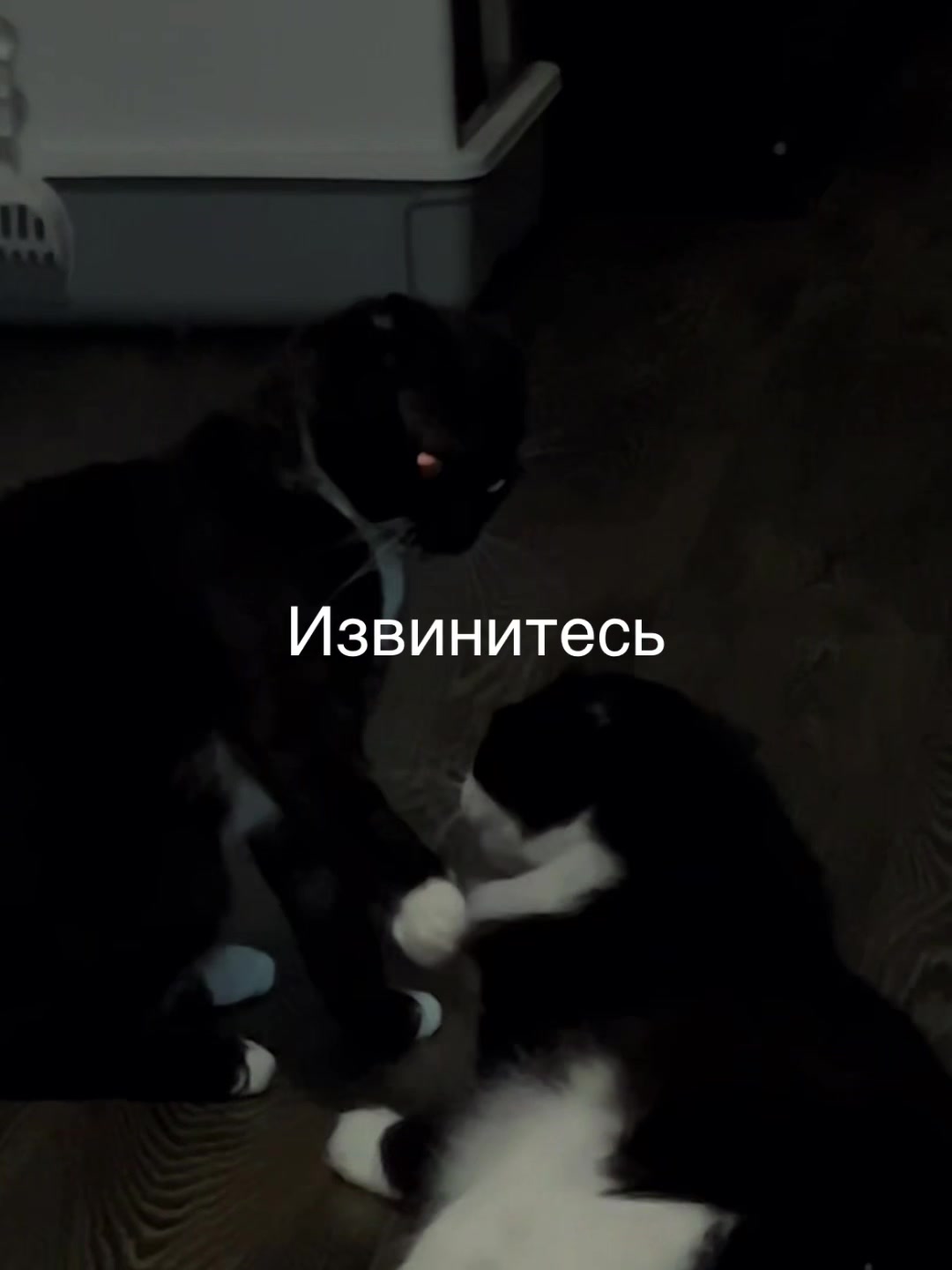 @Lera 🦊