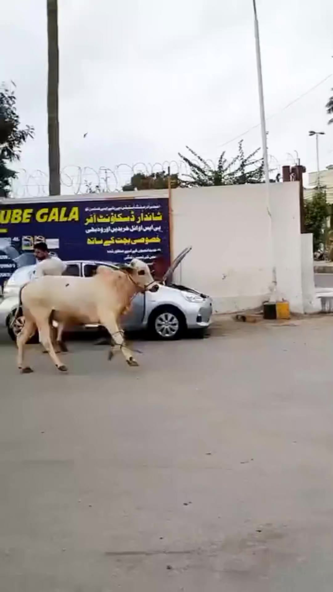 @Sameer._.Raza🤣