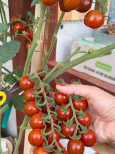 @Grow Garden | Plantas