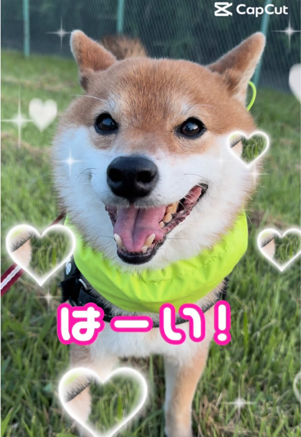 @豆助