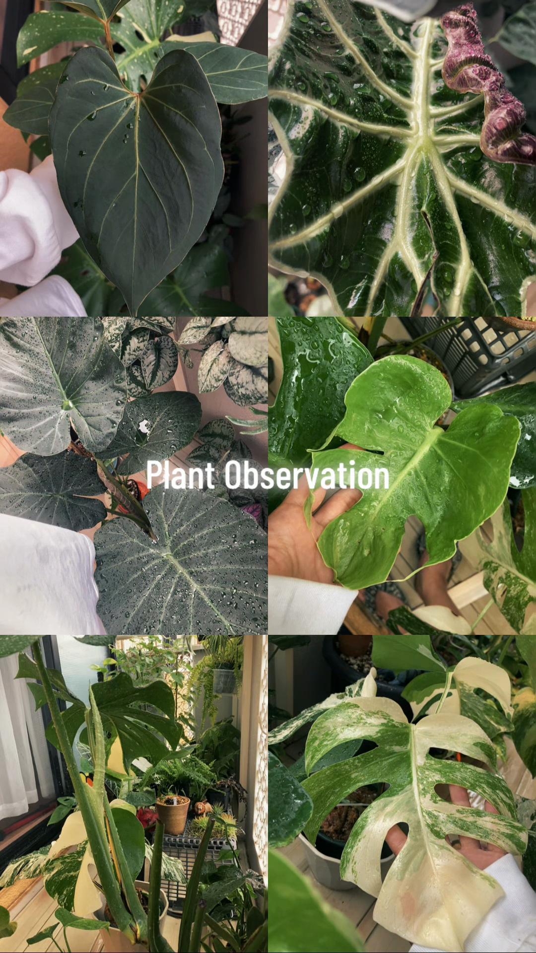 @plantsparadiseplanet