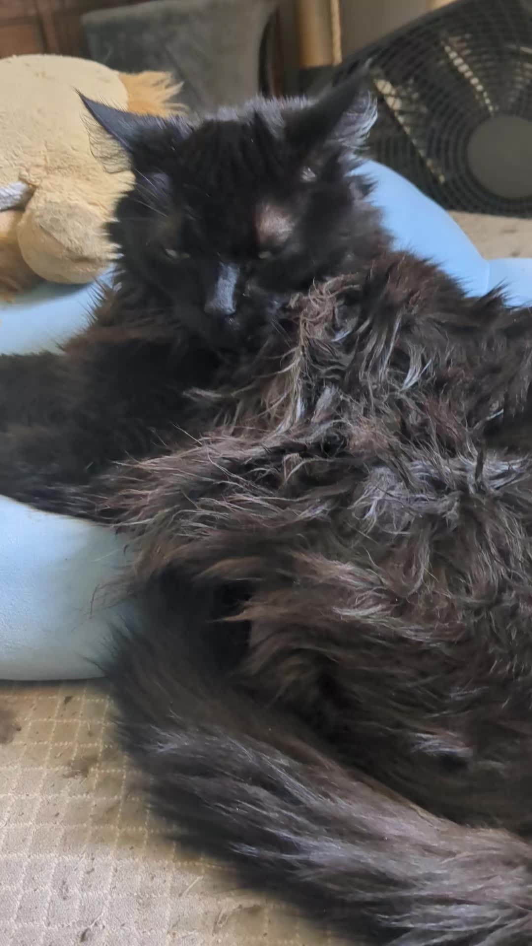 @some cats and their mama