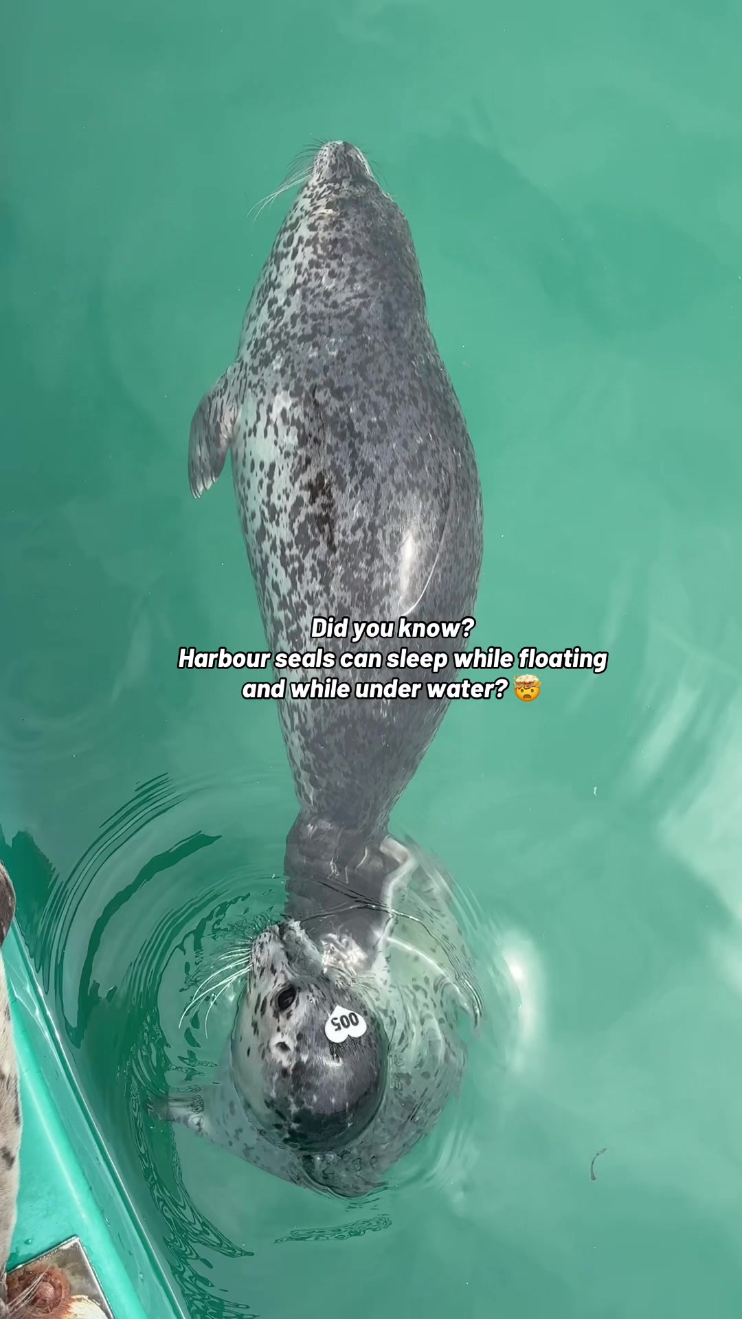 @Marine Mammal Rescue Society