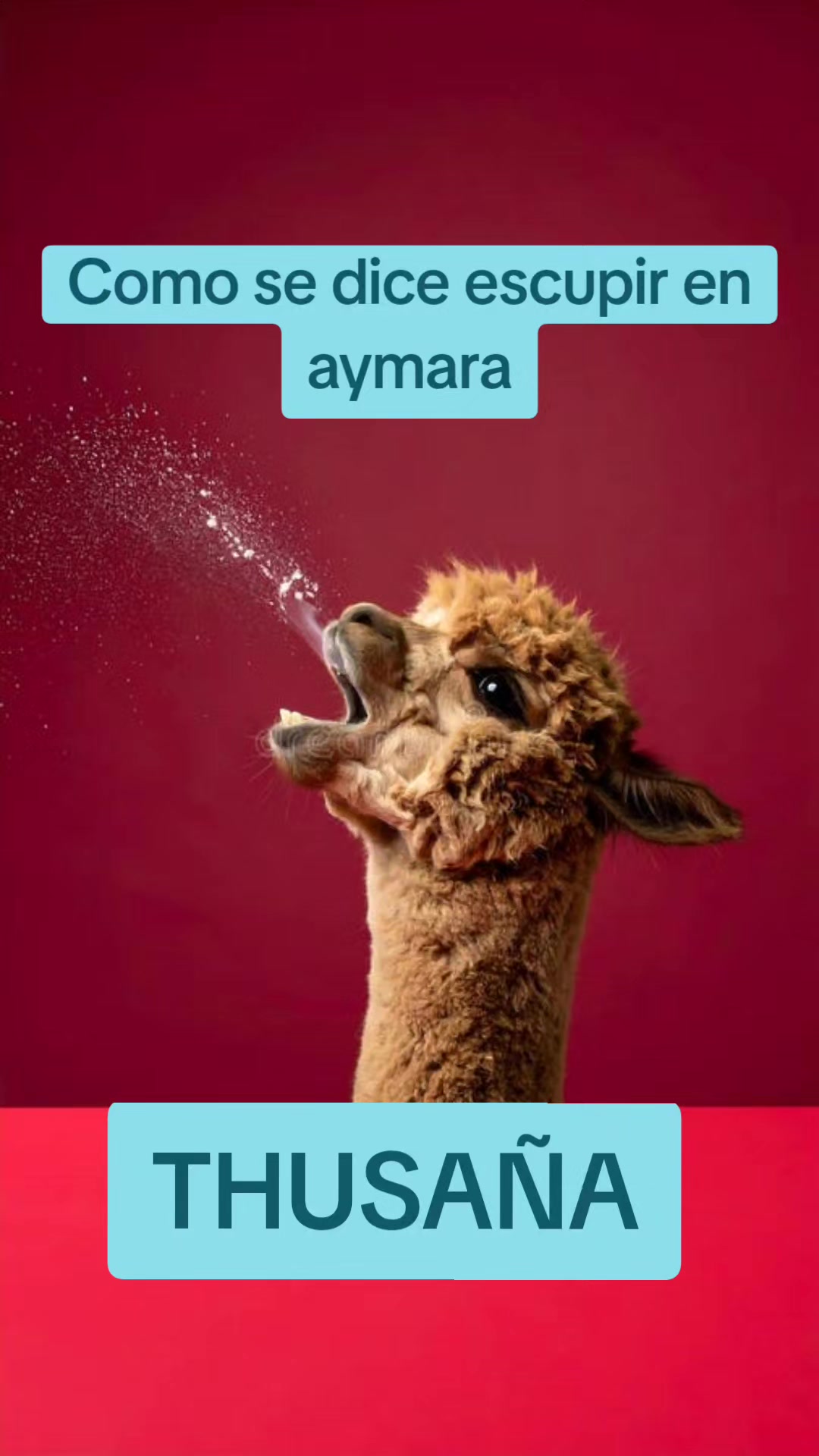 @Rosa Rosa