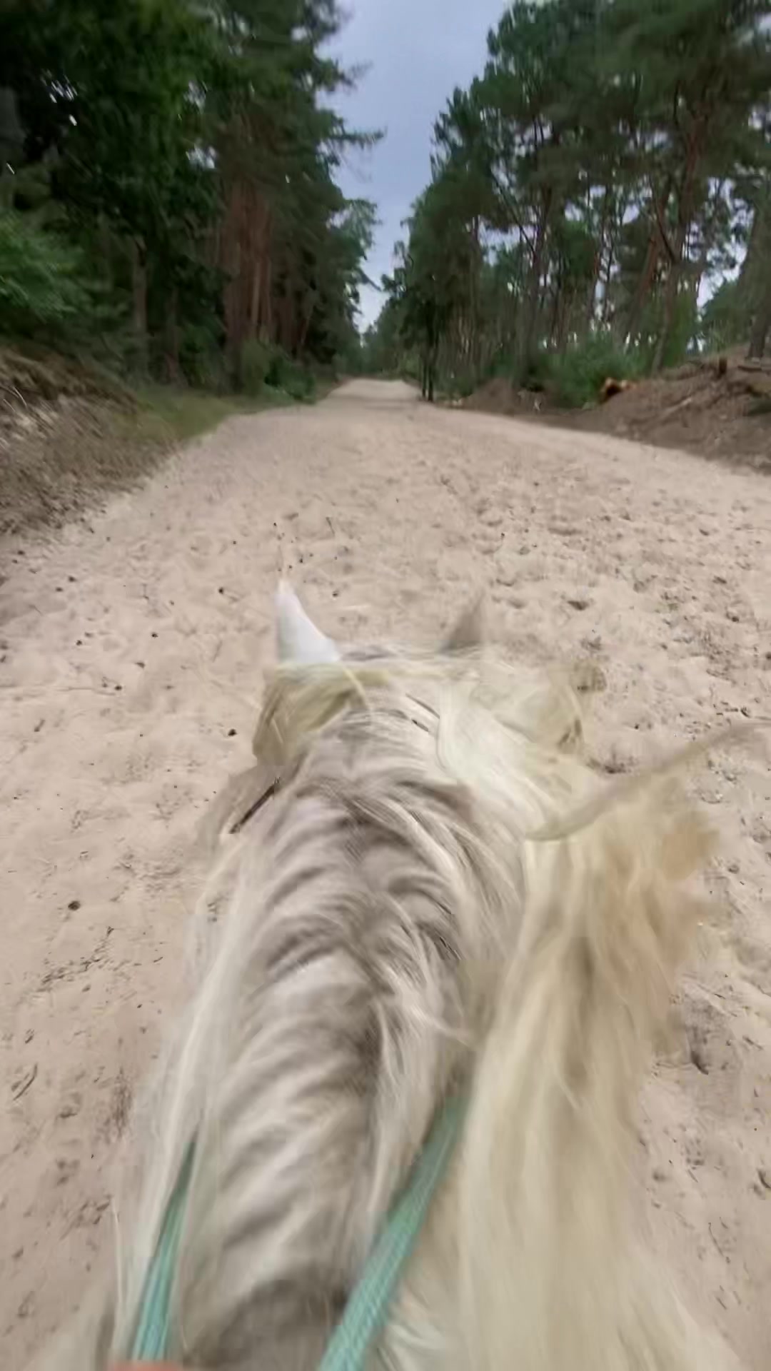 @Amy 🫶🏻🐴