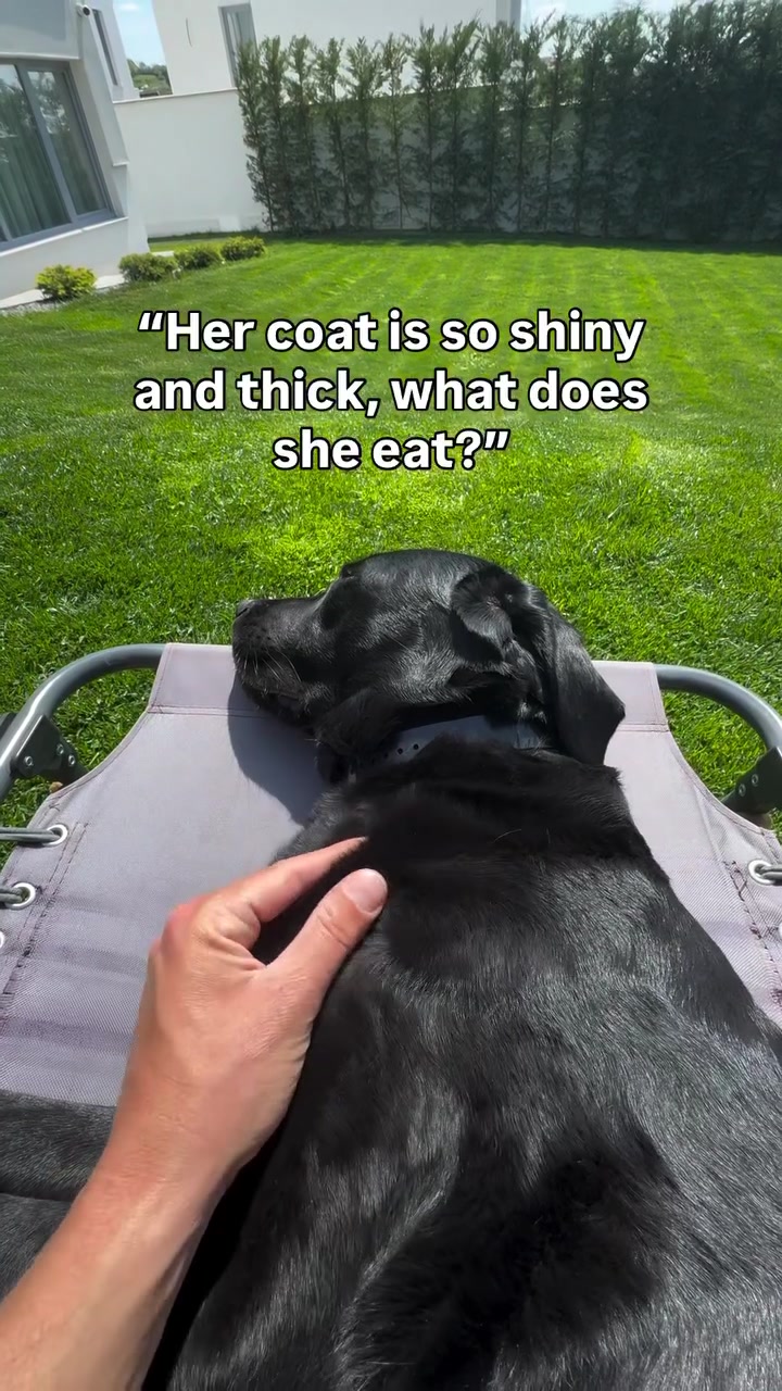 @lisatheblacklab