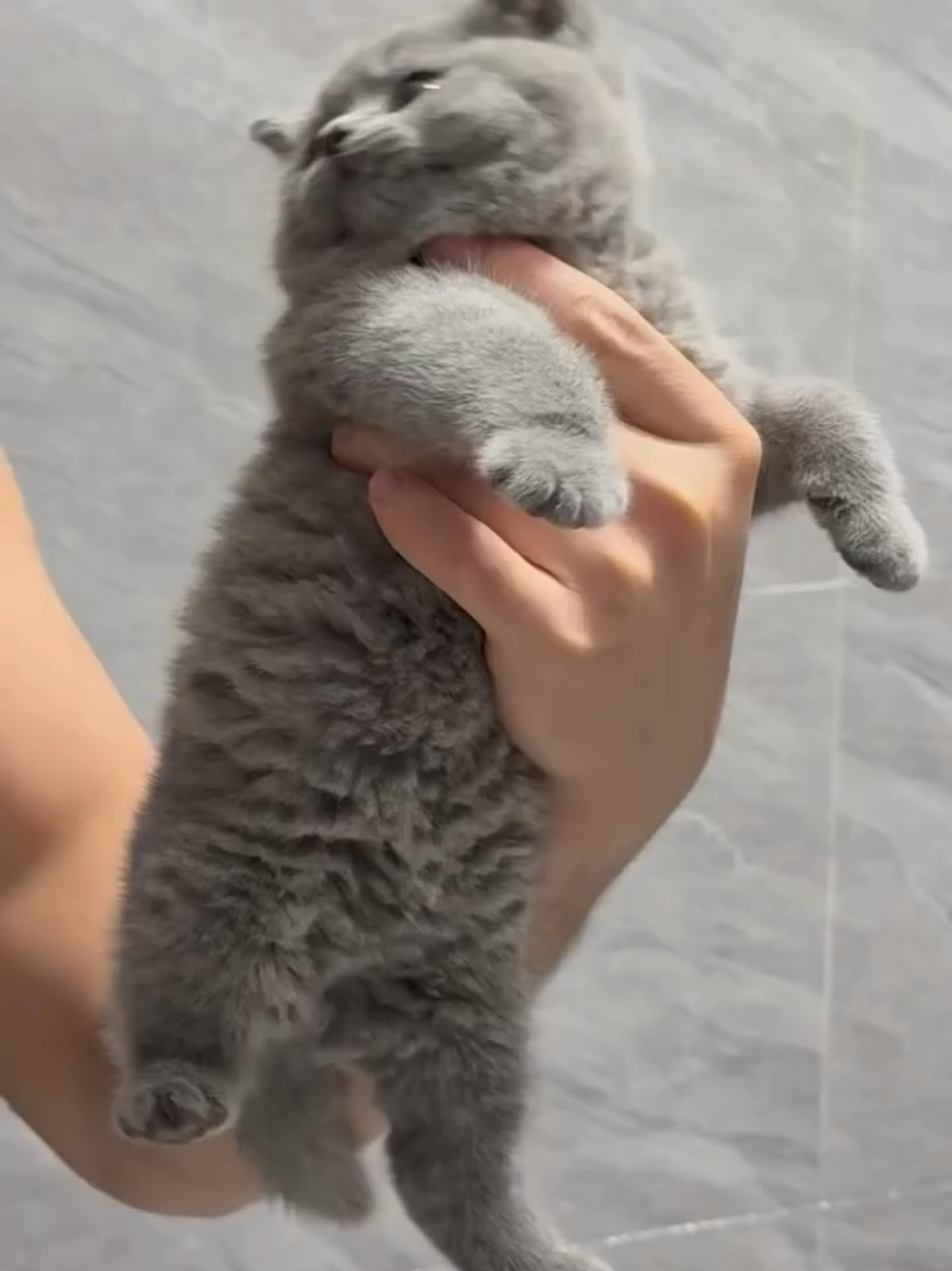 @Chonky World Of Cats