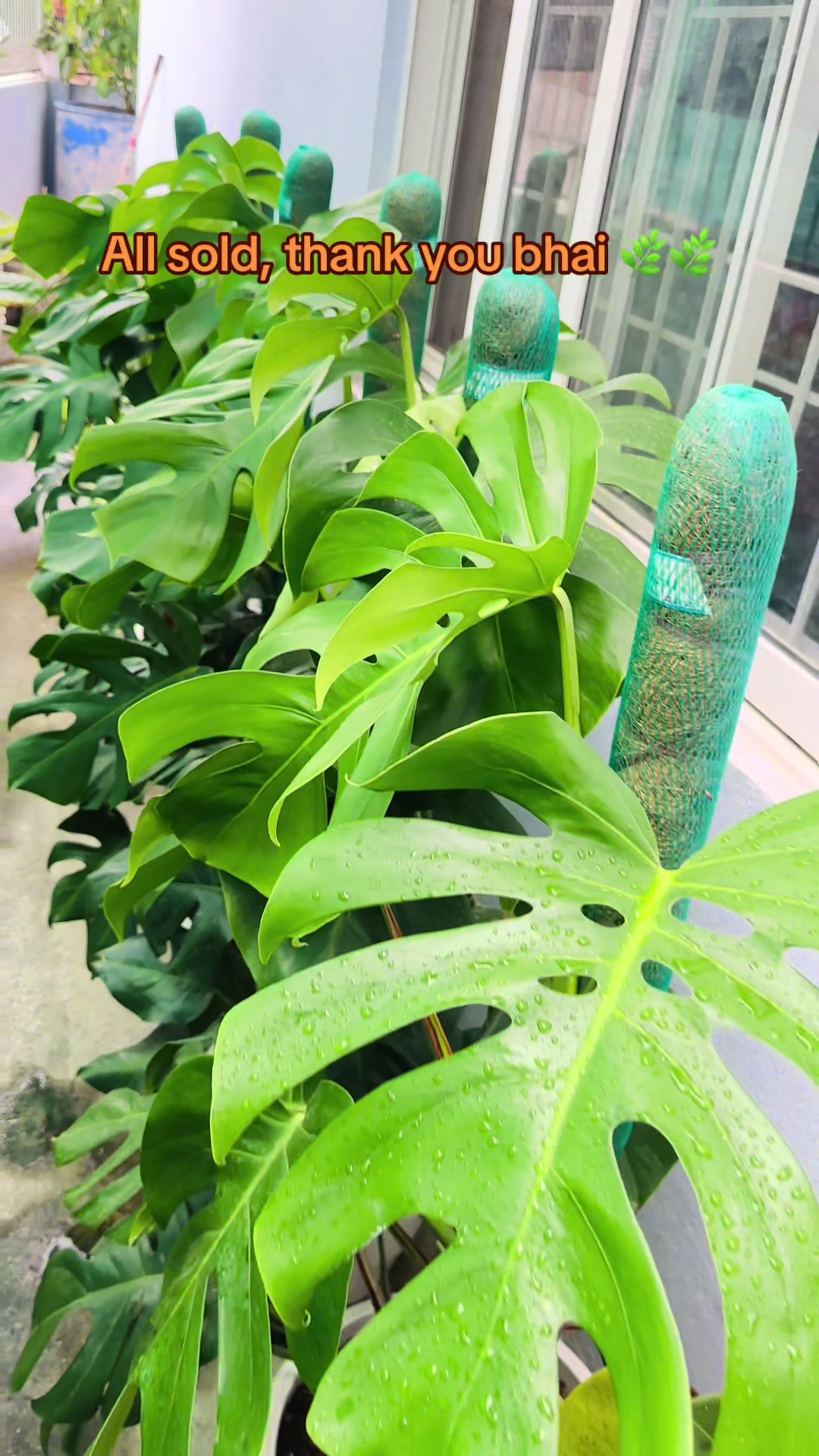 @Plantlife50