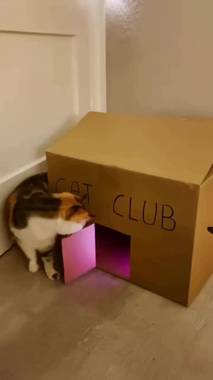 @funnyAnimals
