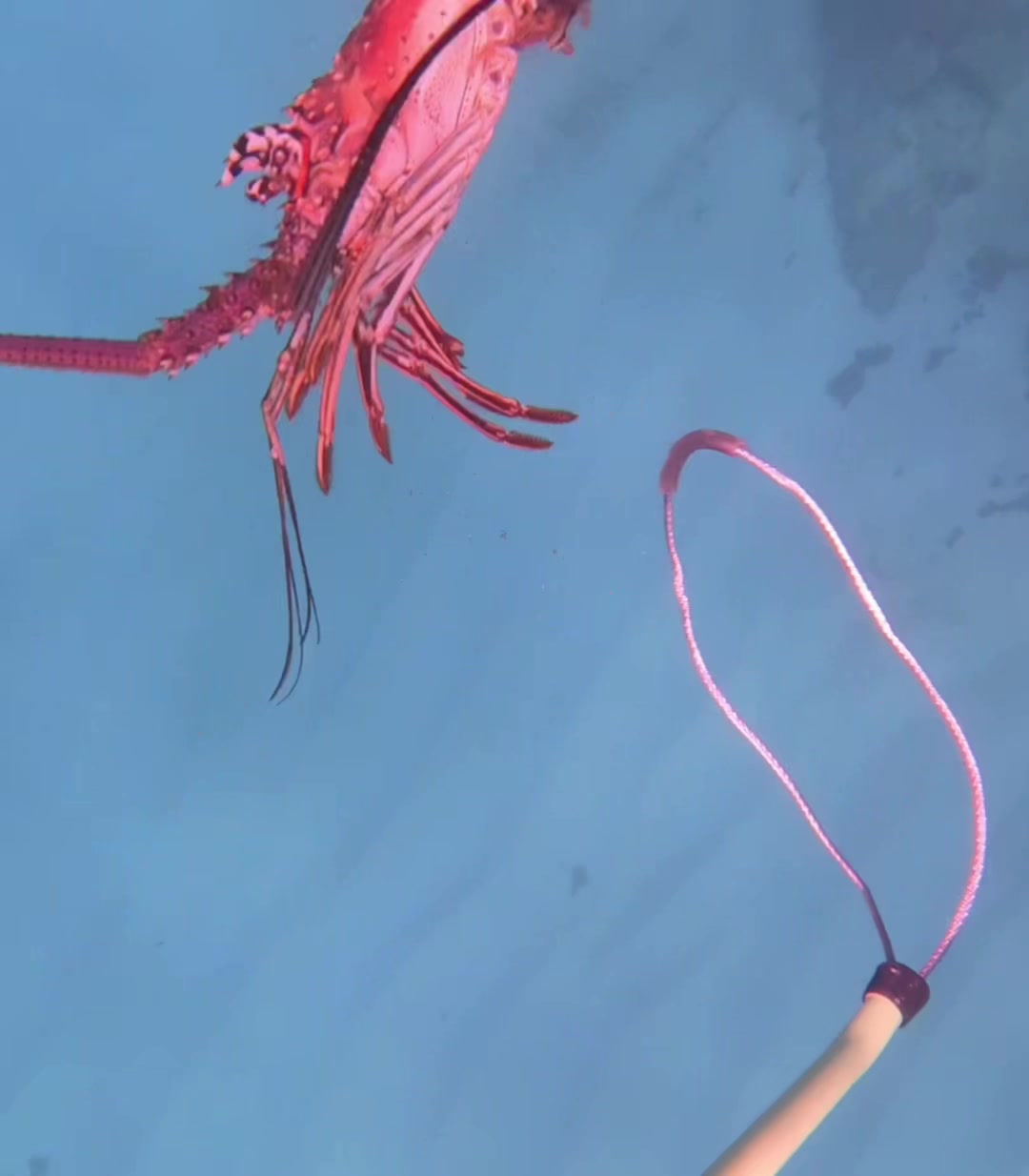 @Chill Diving
