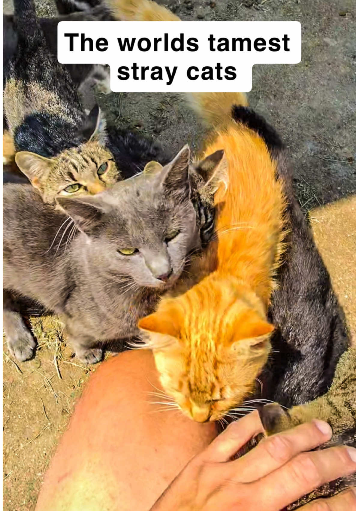 @first class whiskers