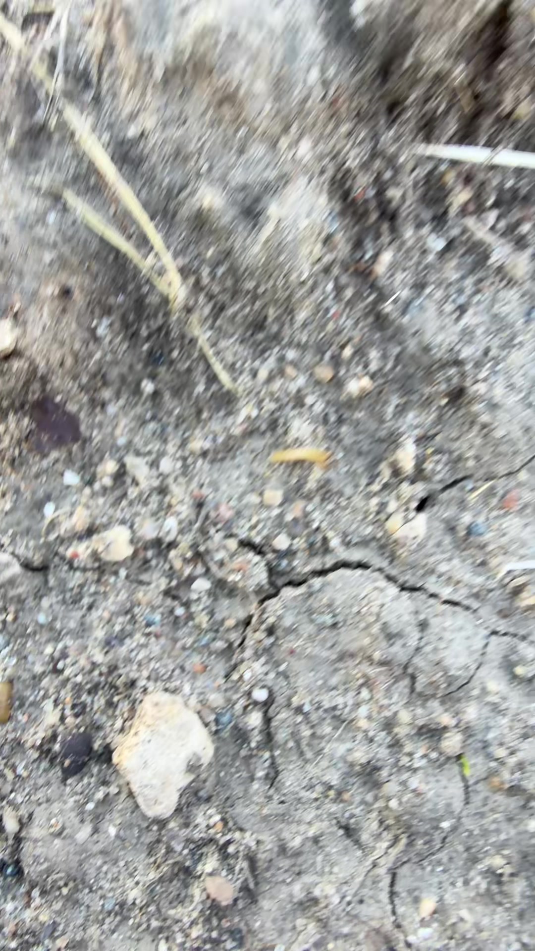 @CALIBOI559